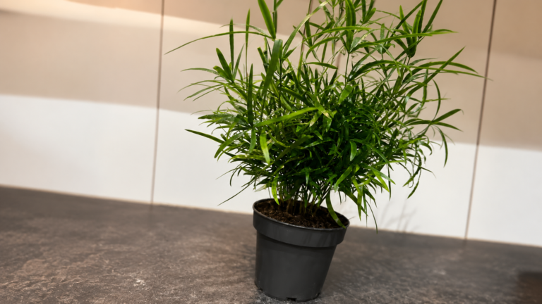 Asparagus gęstokwiatowy / Asparagus densiflorus — uprawa, podlewanie i pielęgnacja szparaga ozdobnego