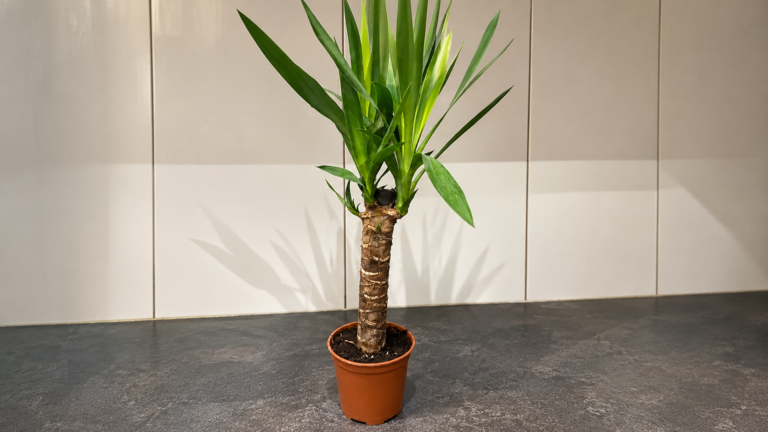 Juka gwatemalska / Yucca elephantipes — jak dbać o jukę w domu, żeby dobrze rosła?