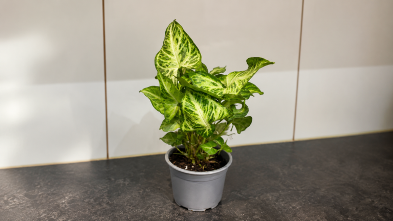 Zroślicha stopowcowa / Syngonium podophyllum – pielęgnacja, stanowisko i najczęstsze błędy